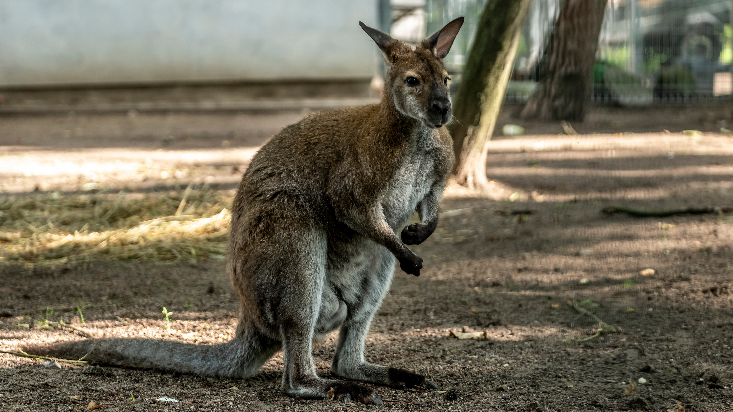 Główny obrazekŚremskie Zoo